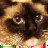 Daypaw's avatar