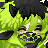 Honl's avatar